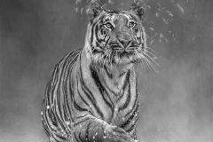 Digital-Open-Monochrome_Laurie-Campbell_Northern-Ireland_Tiger-Playing_PSA-Ribbon