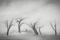 Digital-Open-Monochrome_Maureen-Toft_England_Tree-Scape_FIAP-Bronze-Medal
