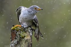 Print-Open-Colour_David-Wilkinson_England_Male-Cuckoo_FIAP-Ribbon