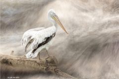 Print-Open-Colour_Julie-Hall_England_Pelican-Pondering_PSA-Gold-Medal