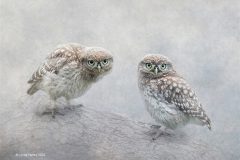 Print-Open-Colour_Lynda-Haney_England_Curious-Owlets_FIAP-Gold-medal