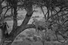 Digital-Open-Monochrome_Ajit-Huilgol_India_Leopard-on-Tree-with-Kill_