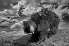 Digital-Open-Monochrome_Ajit-Huilgol_India_Sloth-Bear-with-Cubs-2_