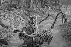 Behaviour observed: The tension between mother and cubs had been brewing for some weeks, but on this day, it was all out war. She charged at one of her cubs with roars, and claws unsheathed. It lasted only a few seconds, but it was frightening to watch as it occurred only a few feet away from us! At that time, Noor had lost one of her canines and was getting on in years. Her reign would last another year before one of her cubs drove her out and took over the prime territory.
Background story: My family and I were driving on this jungle track in Ranthambhore Tiger Reserve when we spotted the tigress, T 39 (named Noor by the guides and drivers) and two of her three female cubs. The cubs were just over two years old, and beginning to show signs of intolerance towards one another and also towards their mother. Either one of the cubs or the mother had to retain this prime territory. A battle to take over was about to happen. The tension in the air was palpable. It was time for Noor to drive them out of her territory and to force them to find their own somewhere else. 
Place: Ranthambhore Tiger Reserve, Sawai Madhopur, Rajasthan, India.
No bait was used in making this image. 
The bengal tiger is listed as ‘Endangered’ in the IUCN red list.