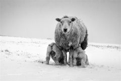 Digital-Open-Monochrome_Aleks-Gjika_England_Feeding_