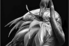 Digital-Open-Monochrome_Andre-Van-De-Sande_Wales_Flamengo_