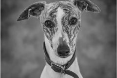 Digital-Open-Monochrome_Gill-Jones_Wales_The-Whippet_