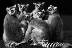 Digital-Open-Monochrome_H-W-CHAN_Hong-Kong_The-Photograph-of-Family_