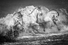 Digital-Open-Monochrome_Jane-Christine-Horton_England_White-Horses_