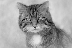 Digital-Open-Monochrome_Janet-Downes_England_Wildcat_