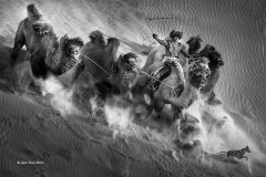 Digital-Open-Monochrome_Jijun-Sun_China_Desert-Camel_PAGB-Ribbon