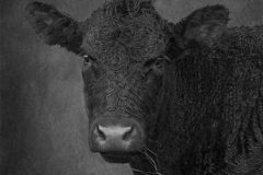 Digital-Open-Monochrome_Linda-Gates_England_Chewing-The-Grass_