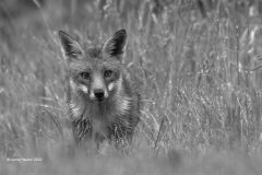 Digital-Open-Monochrome_Lorna-Hayton_Scotland_Fox-Cub_