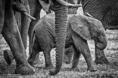 Digital-Open-Monochrome_Ray-Hems_England_Elephant-Shielding_