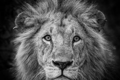 Digital-Open-Monochrome_Ray-Hems_England_Lion-Gaze_