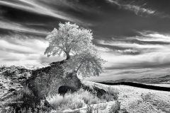 Digital-Open-Monochrome_Richard-Speirs_England_Rowan-on-Lime-Kiln_