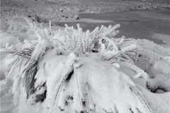 Digital-Open-Monochrome_Robert-Quig_Scotland_Frozen-Fronds_