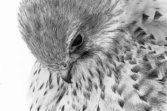 Digital-Open-Monochrome_Ruediger-Schulz_Germany_Amen_