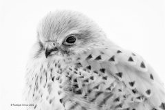Digital-Open-Monochrome_Ruediger-Schulz_Germany_First-Winter_