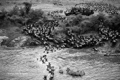 Digital-Open-Monochrome_Sanjay-Kumar-Shukla_India_River-Crossing-in-Great-Migration_
