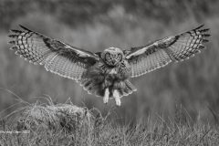 Digital-Open-Monochrome_Shuying-Chen_China_Eagle-Owl_
