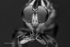 Digital-Open-Monochrome_Suchen-Wang_Taiwan_Visually_