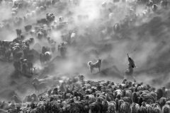 Digital-Open-Monochrome_Xiaowu-Yang_China_Guard_