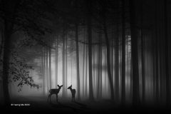 Digital-Open-Monochrome_Yaping-Ma_China_Foggy-Dawn_PSA-Ribbon