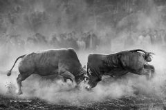 Digital-Open-Monochrome_Yuen-Yam-Au_Hong-Kong_Bull-Fighting_PSA-Gold-Medal
