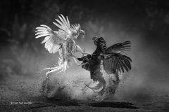 Digital-Open-Monochrome_Yuen-Yam-Au_Hong-Kong_Fight_