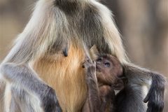 Digital-Nature_Ajit-Huilgol_India_Langur-Baby-Suckling_