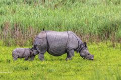 Digital-Nature_Ajit-Joshi_India_Mother-and-Baby_