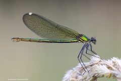 Digital-Nature_Alexander-Hochhaus_Germany_Demoiselle-female_