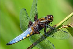 Digital-Nature_Andre-Van-De-Sande_Wales_Broad-Bodied-Chaser_