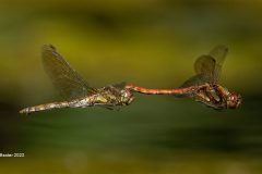 Digital-Nature_Andrew-Baxter_Wales_Darters_