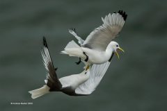 Digital-Nature_Andrew-Baxter_Wales_Kittiwake-Dispute_