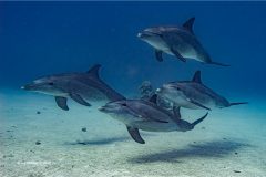 Digital-Nature_Jay-Hallsworth_England_A-Pod-of-Four-Dolphins_WPF-Ribbon