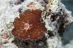 Digital-Nature_Jay-Hallsworth_England_Red-Sea-Nudibranch_