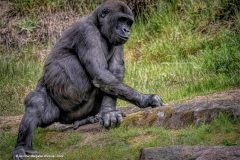 Digital-Nature_Jennifer-Margaret-Webster_England_Juvenile-Male-Gorilla_