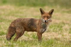 Digital-Nature_Jennifer-Margaret-Webster_England_Scavaging-Fox_