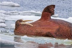 Digital-Nature_Jenny-Hibbert_Wales_Sleepy-Walrus_
