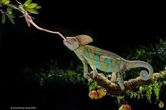 Digital-Nature_Jenq-Horng-Liang_Taiwan_Lightning-Hunter_