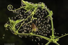 Digital-Nature_Jenq-Horng-Liang_Taiwan_Peucetis-Formosensis_Ian-Whistons-Medal