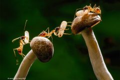 Digital-Nature_Jenq-Horng-Liang_Taiwan_Teamwork_FIAP-Bronze-Medal