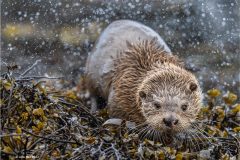 Digital-Nature_Julie-Hall_England_Eurasian-Otter-Shake_GPU-Ribbon