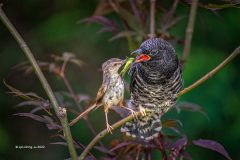 Digital-Nature_Jyh-Ching-Ju_Taiwan_Delicious-Green_