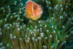 Digital-Nature_Kenneth-Gillies_Scotland_Eastern-Skunk-Anemonefish_