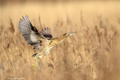 Digital-Nature_Koshy-Johnson_England_Flight-of-the-Bittern_
