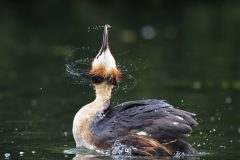 Digital-Nature_Koshy-Johnson_England_Great-Crested-Grebe-Head-Toss_