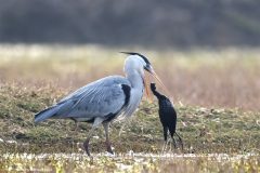 Digital-Nature_Koshy-Johnson_England_Grey-Heron-Dropping-Coot._